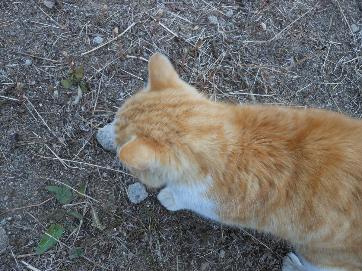 f:id:kaedeya:20210226131424j:plain