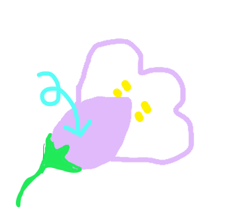 f:id:kaedeya:20210328014723p:plain