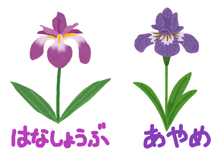 アヤメとショウブとカキツバタ やれることだけやってみる