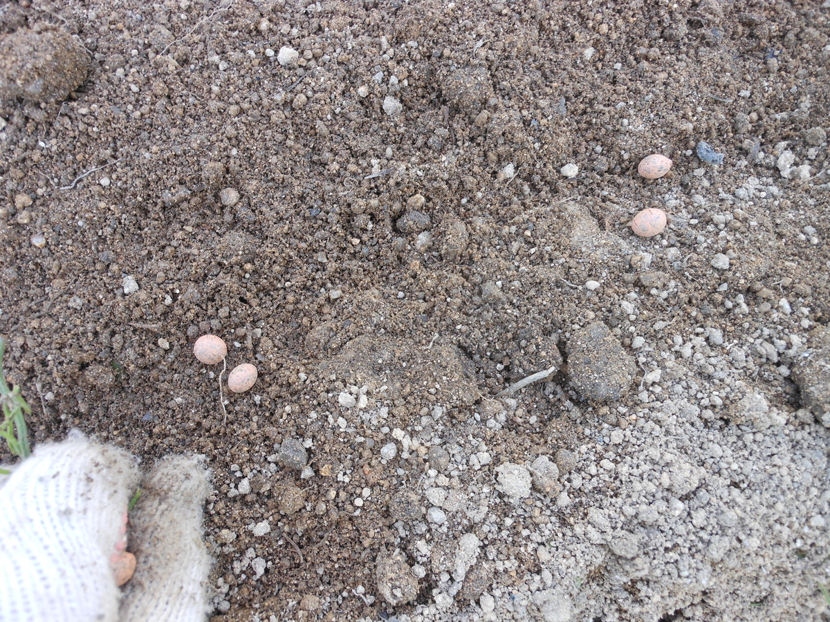 f:id:kaedeya:20210525144532j:plain