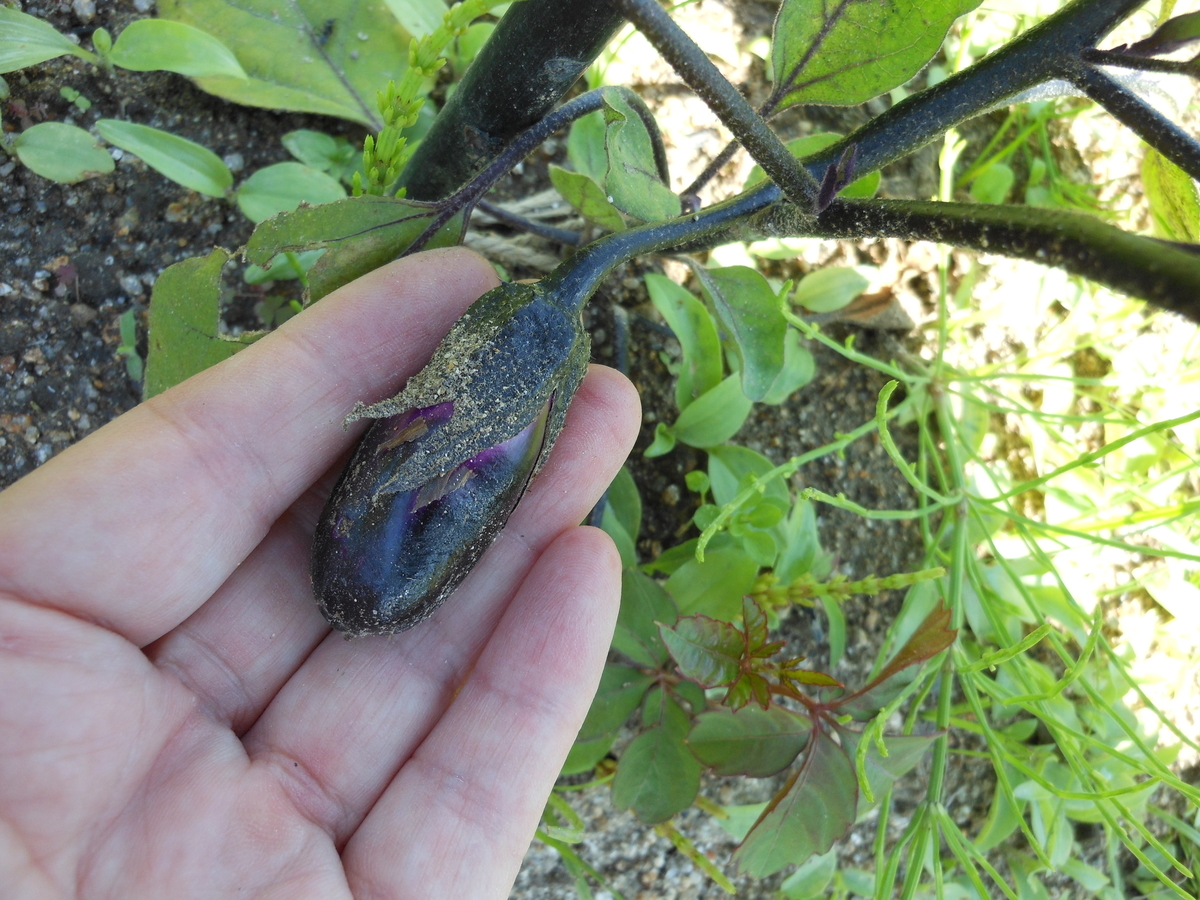 f:id:kaedeya:20210525144801j:plain