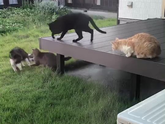 f:id:kaedeya:20210530202853j:plain