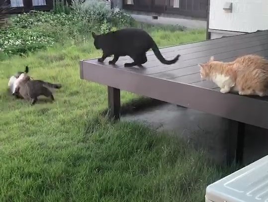 f:id:kaedeya:20210530203132j:plain