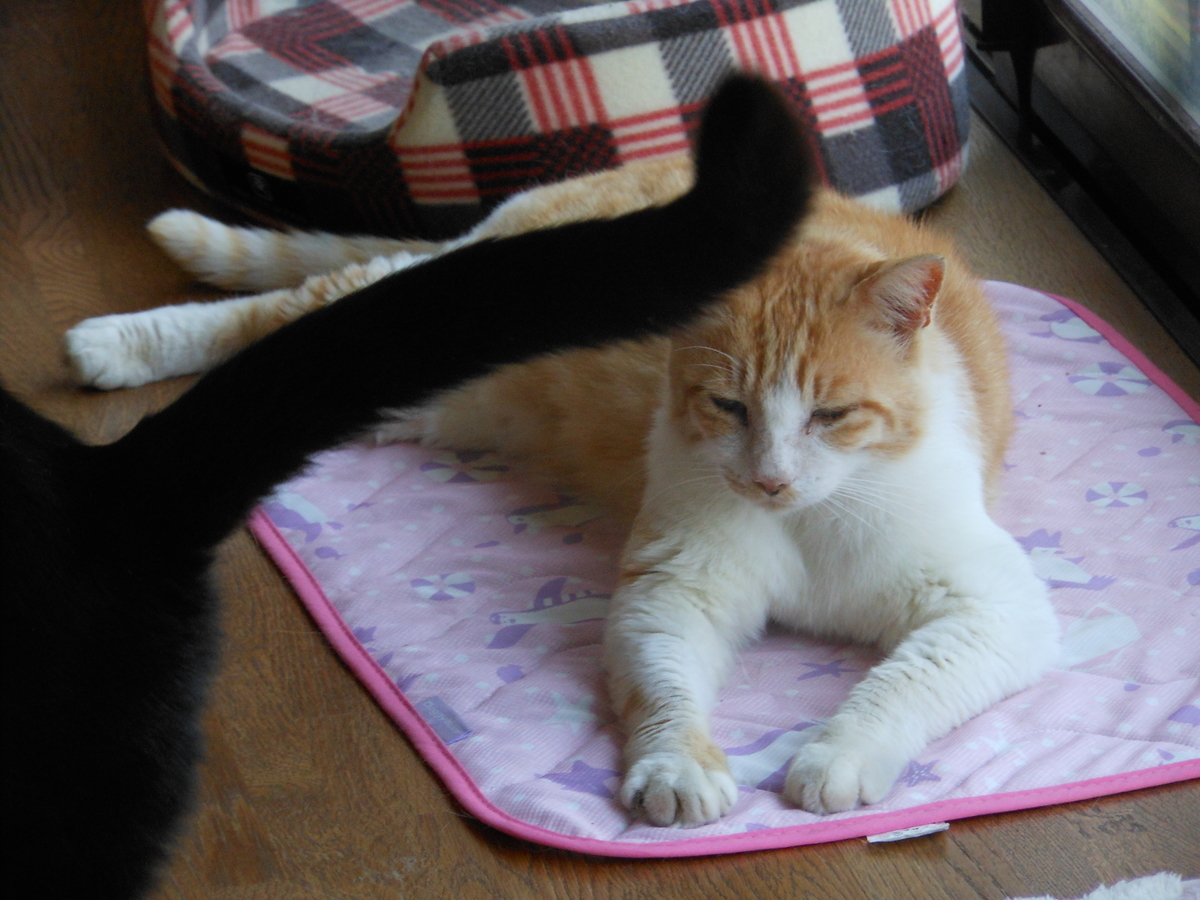 f:id:kaedeya:20210607160401j:plain