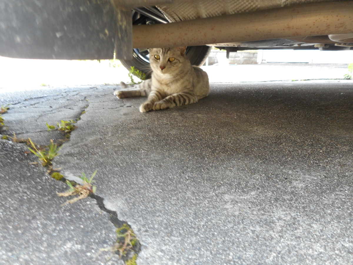 f:id:kaedeya:20210718124127j:plain