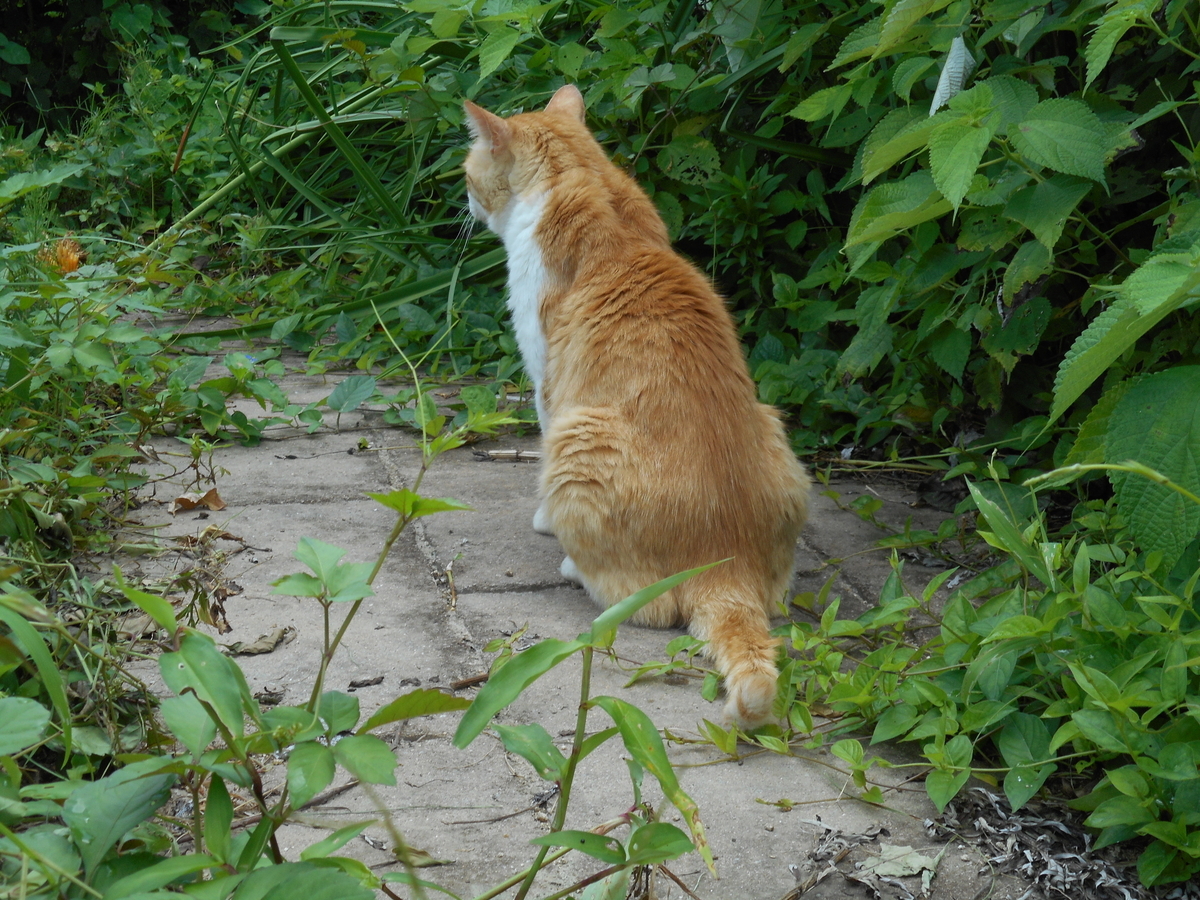 f:id:kaedeya:20210721161945j:plain