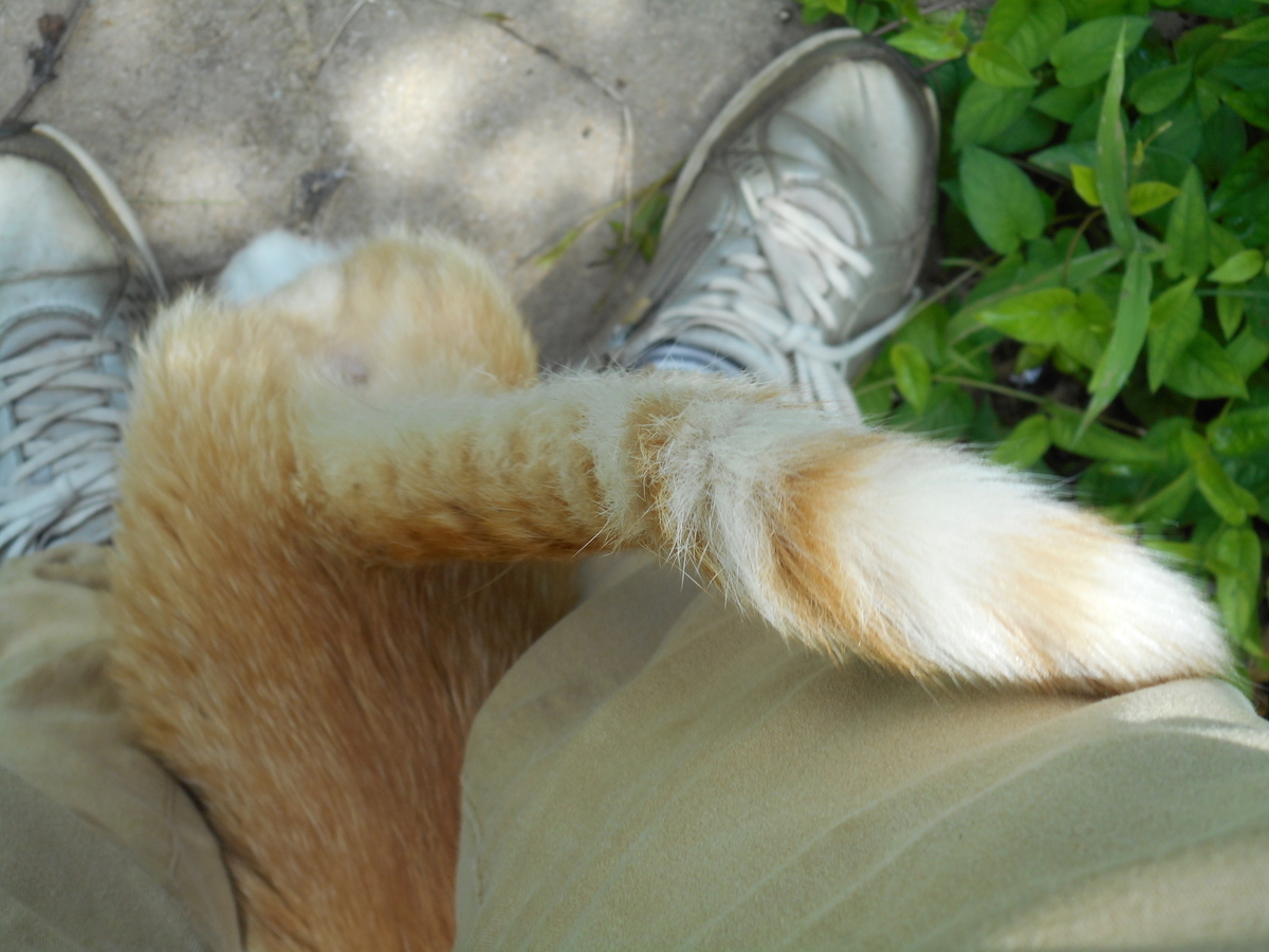 f:id:kaedeya:20210721162145j:plain