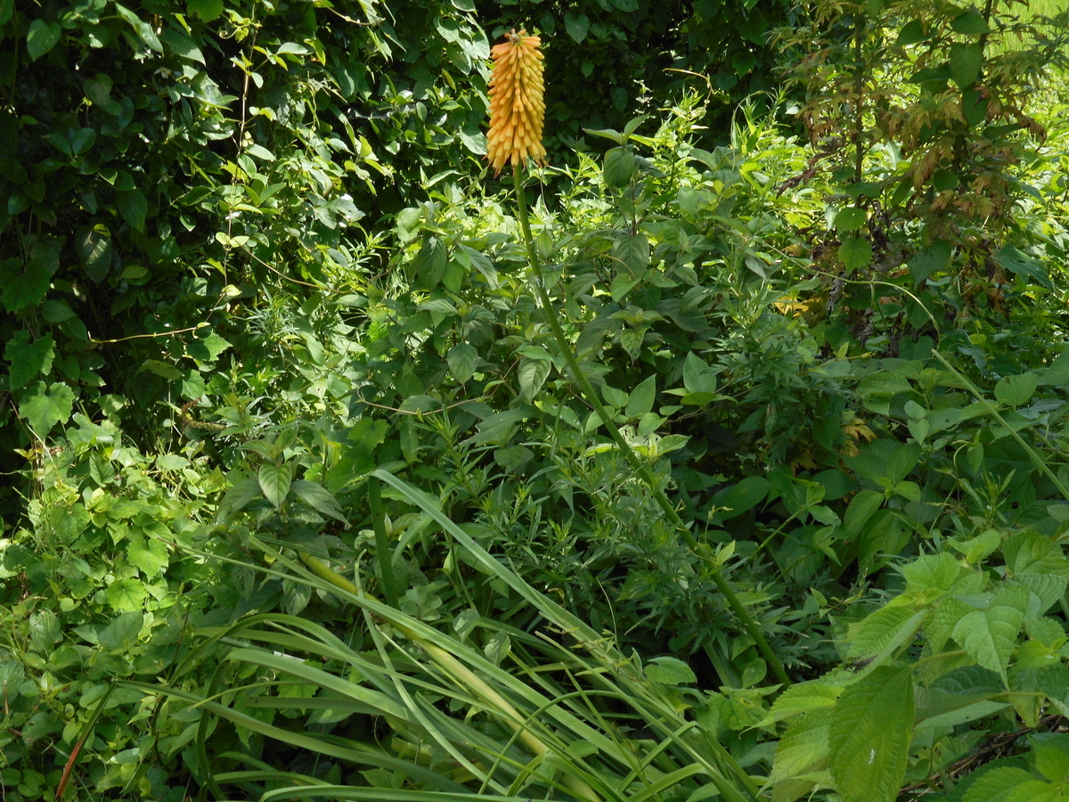 f:id:kaedeya:20210721162315j:plain