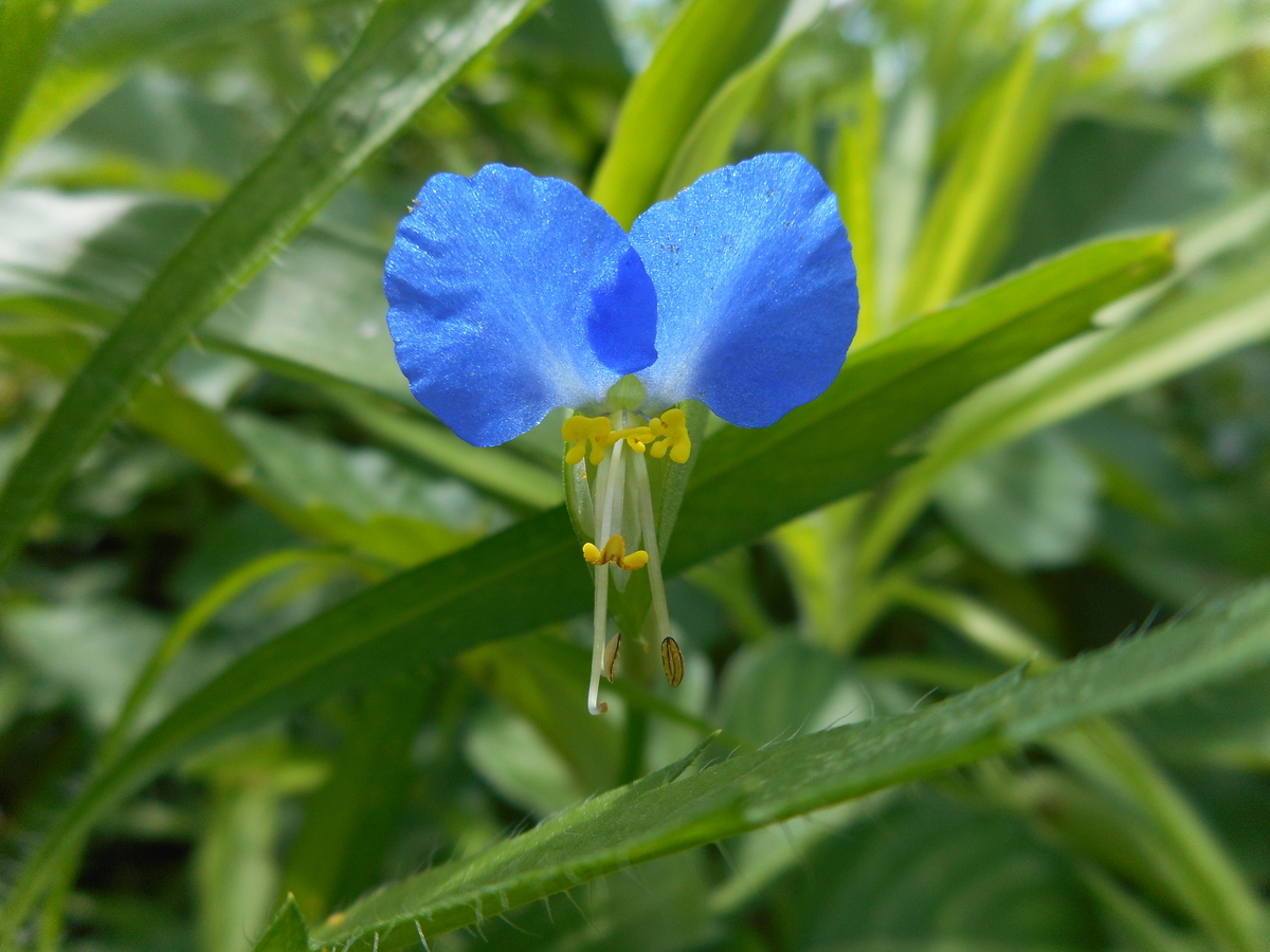 f:id:kaedeya:20210721172804j:plain