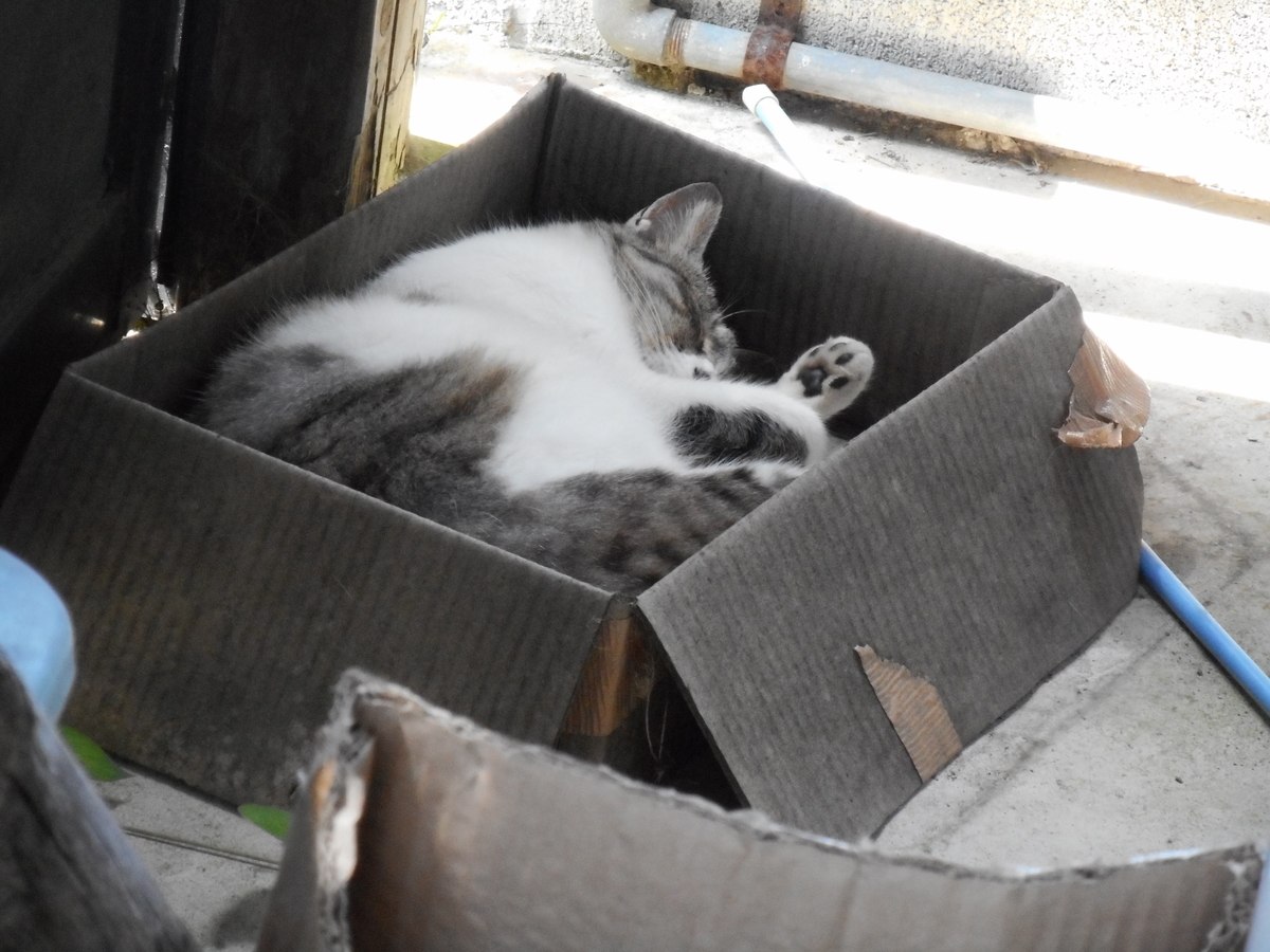 f:id:kaedeya:20210721173026j:plain