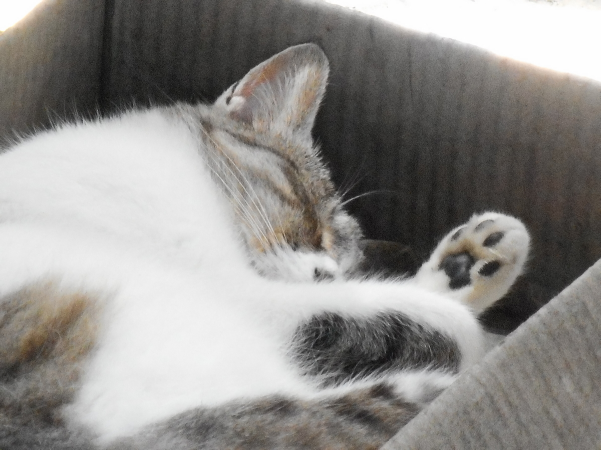 f:id:kaedeya:20210721173515j:plain