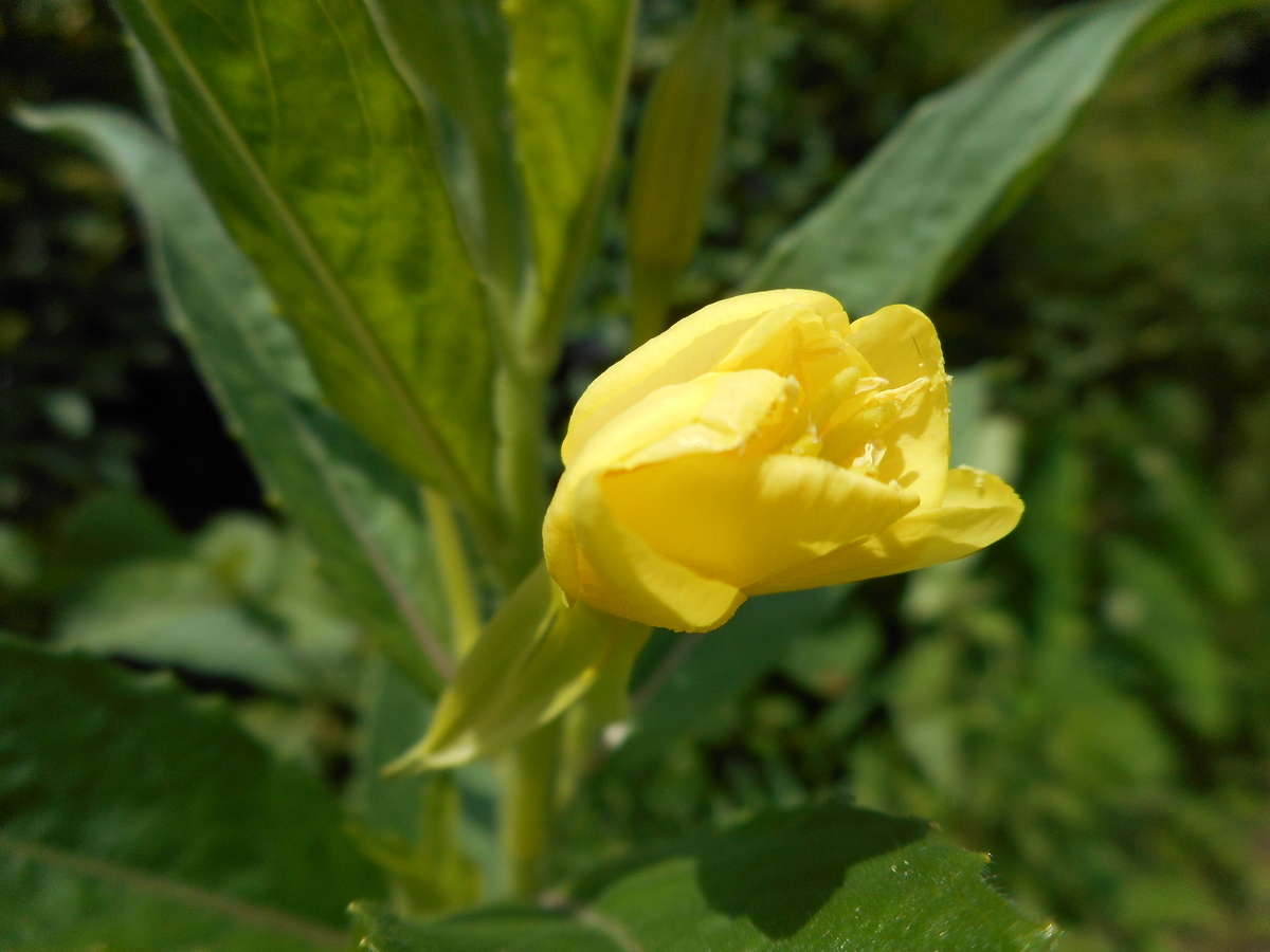 f:id:kaedeya:20210721173845j:plain