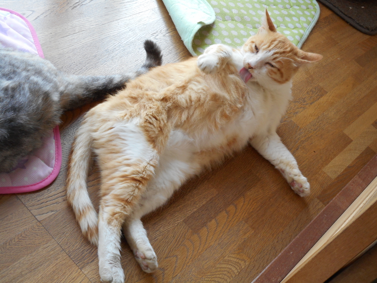 f:id:kaedeya:20210727194953j:plain