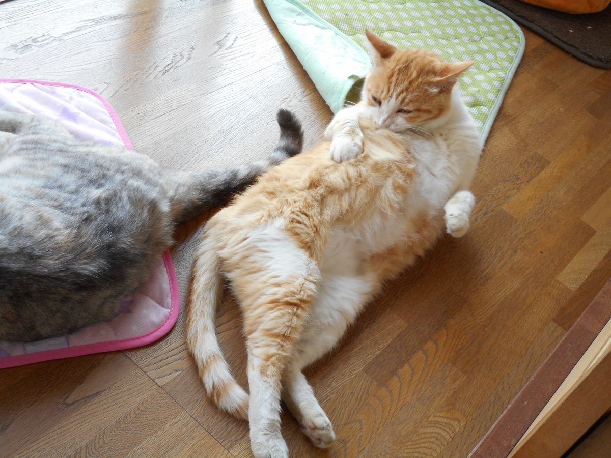 f:id:kaedeya:20210727201339j:plain