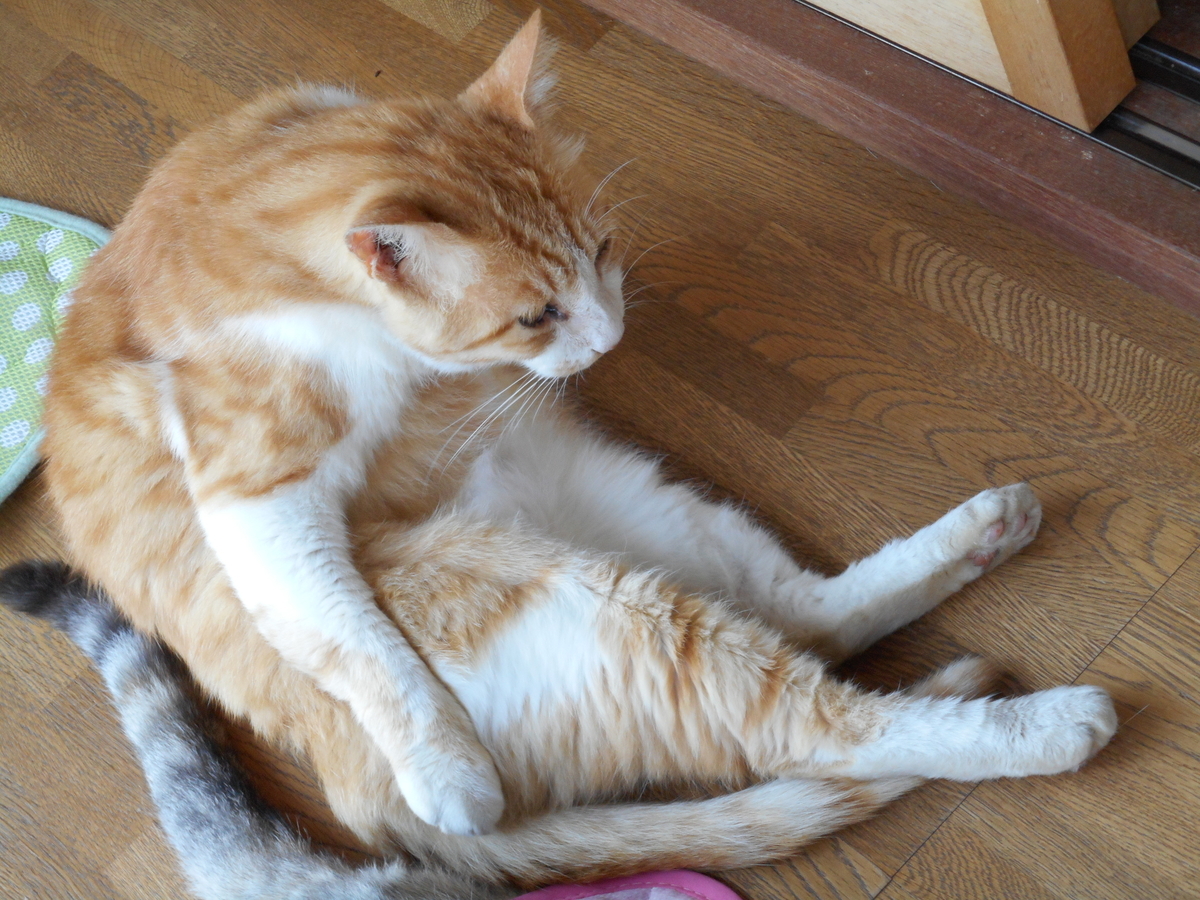 f:id:kaedeya:20210727201833j:plain