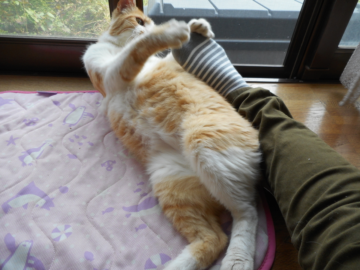 f:id:kaedeya:20210728205636j:plain