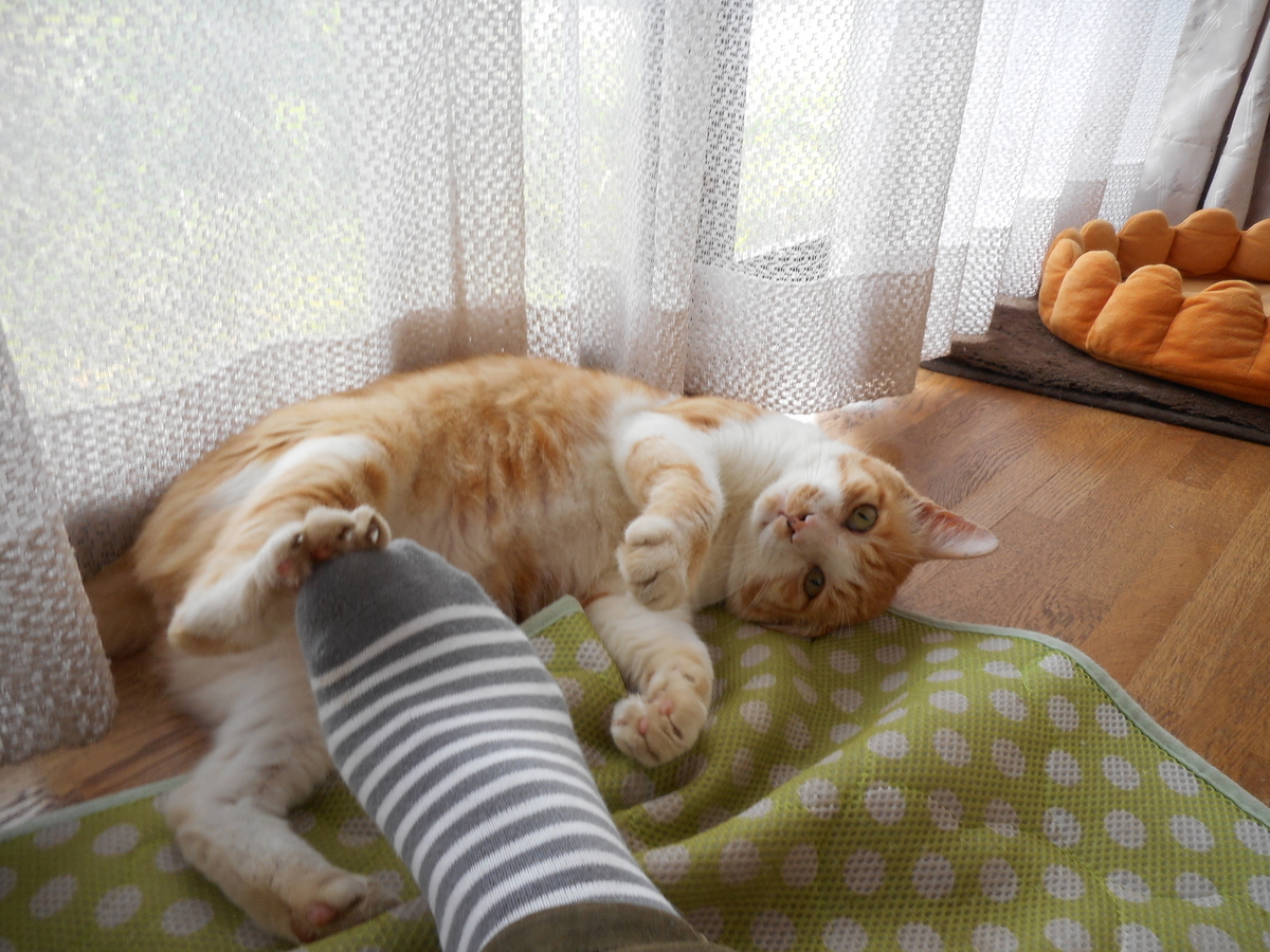 f:id:kaedeya:20210728205655j:plain