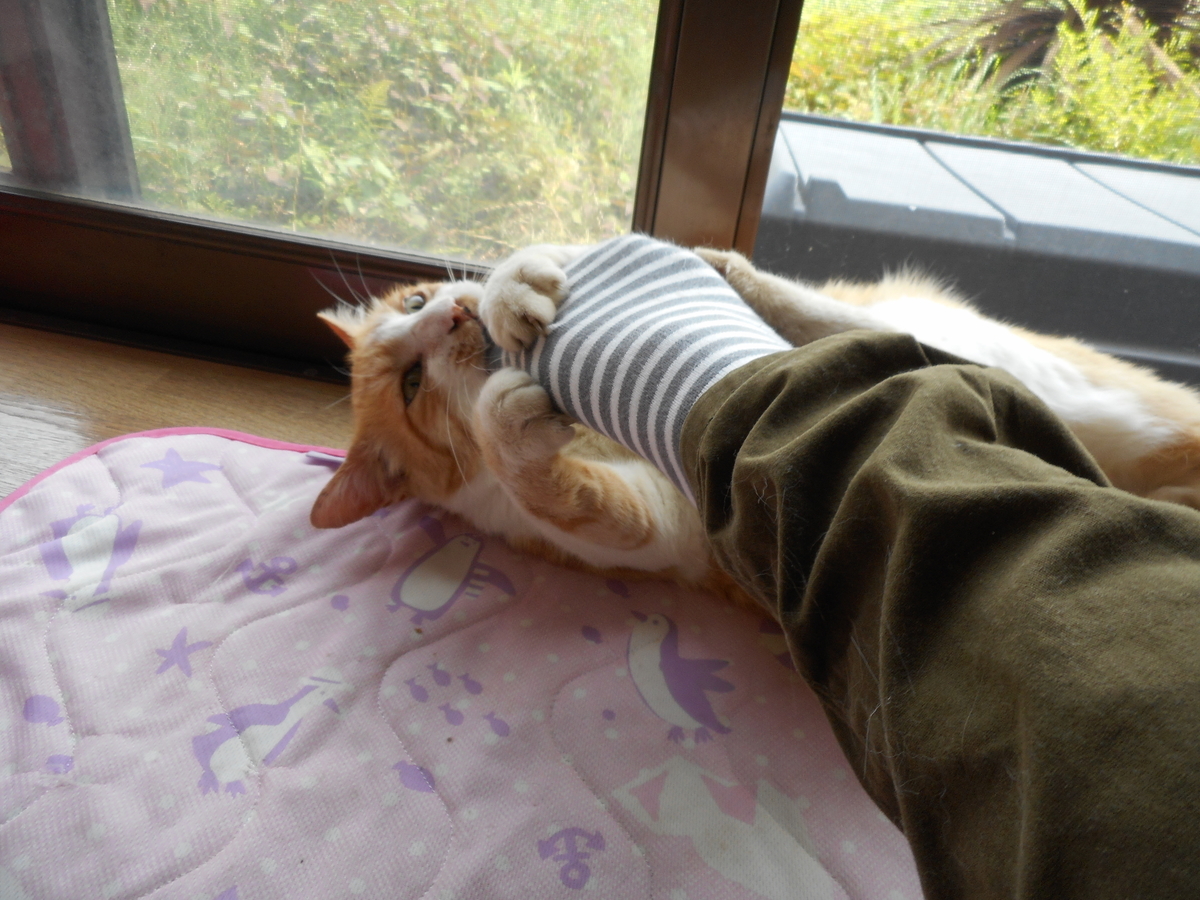 f:id:kaedeya:20210728205713j:plain