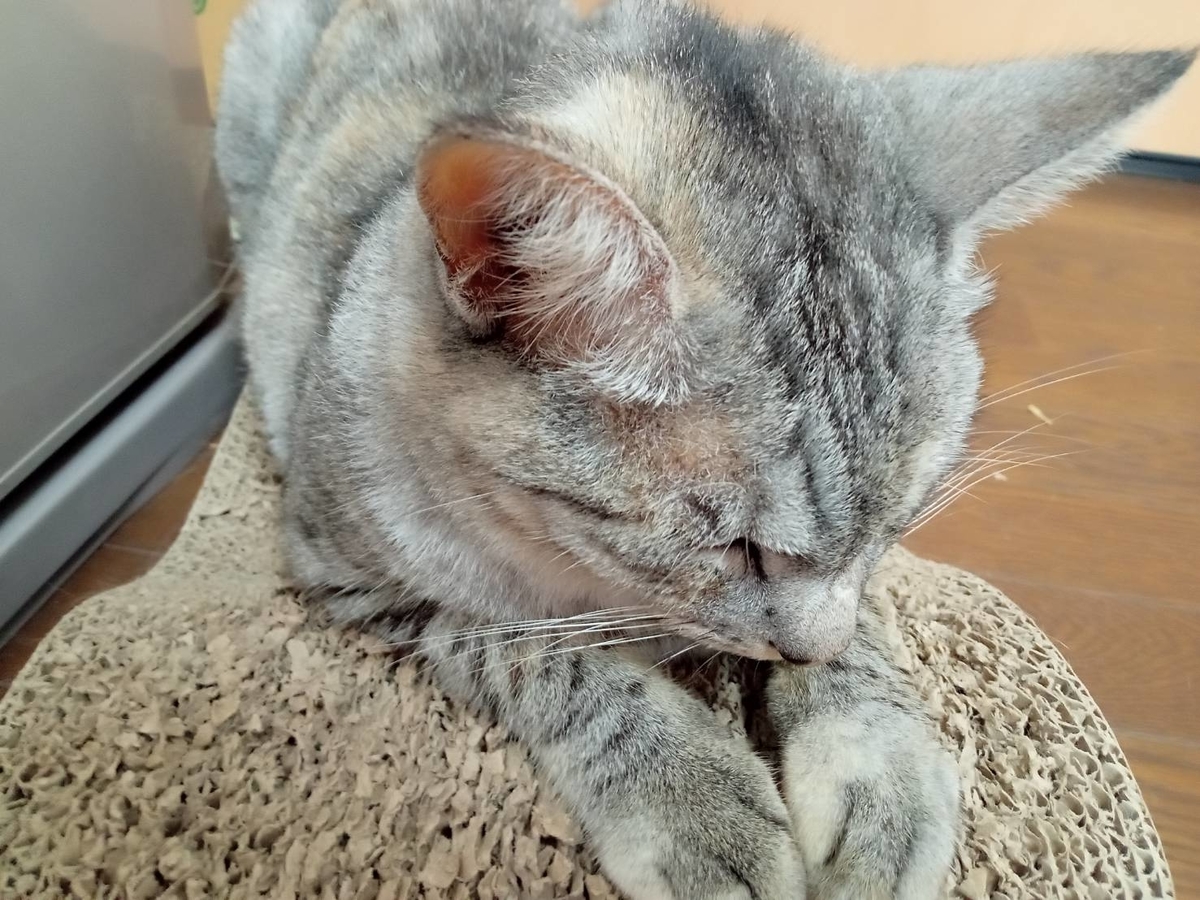 f:id:kaedeya:20210923095106j:plain