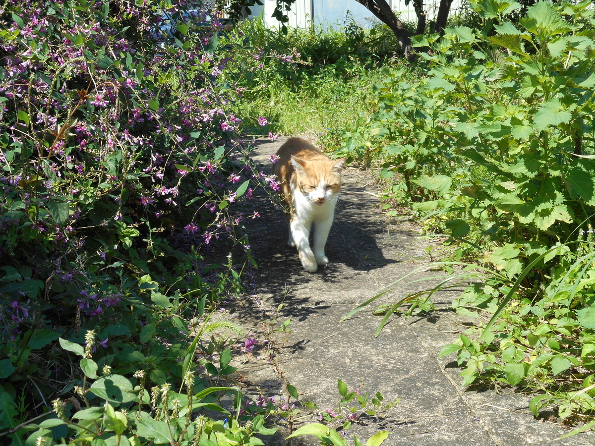 f:id:kaedeya:20210926082613j:plain