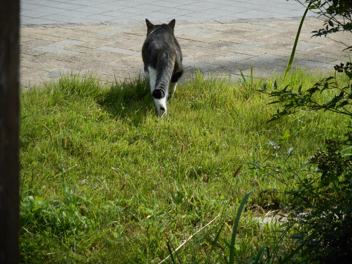 f:id:kaedeya:20210926084239j:plain