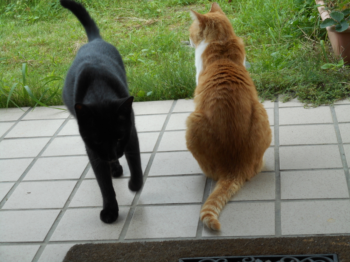 f:id:kaedeya:20210926084457j:plain