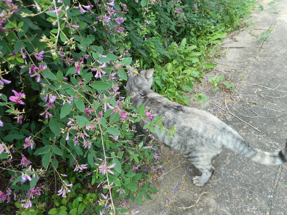 f:id:kaedeya:20210926085019j:plain