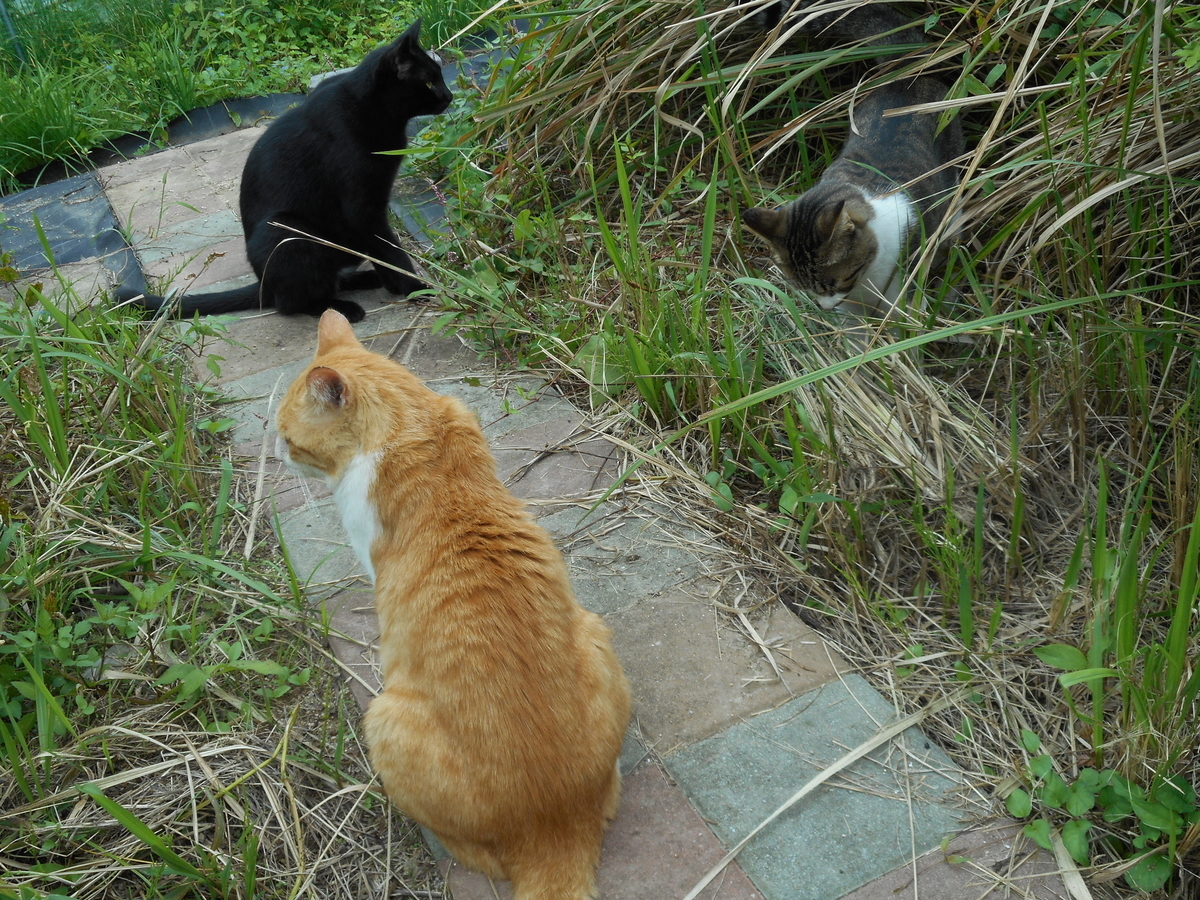 f:id:kaedeya:20210926085259j:plain