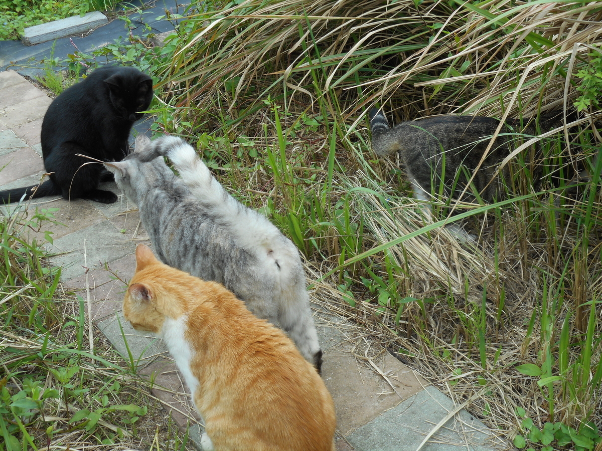 f:id:kaedeya:20210926085939j:plain