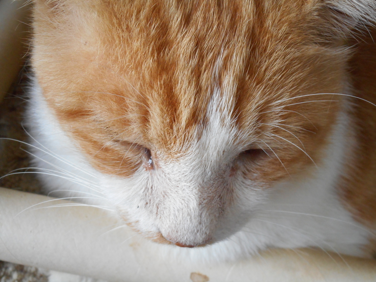 f:id:kaedeya:20210926101424j:plain