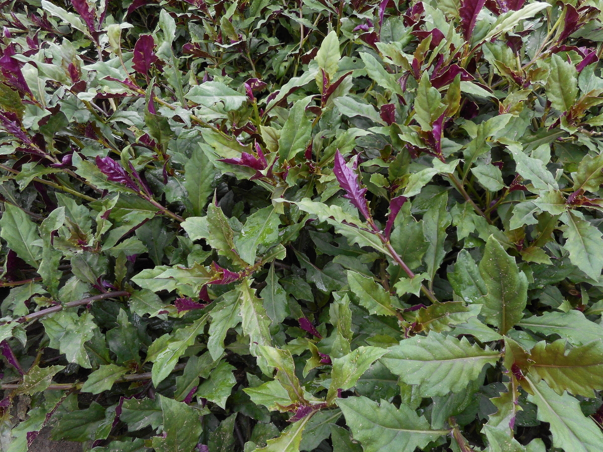 ざっくりクッキング ～金時草を食べてみる～ - やれることだけやってみる