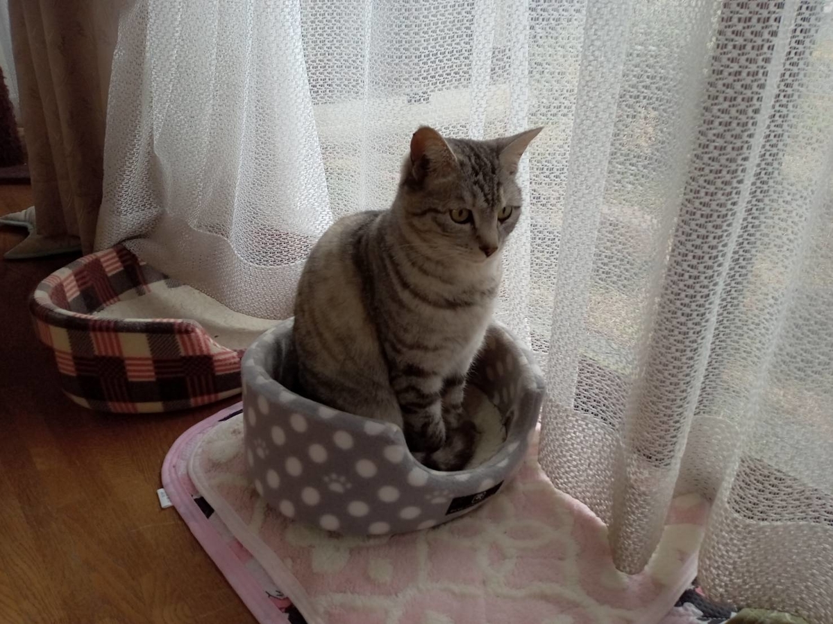 冬の猫用ベッドは小さめがいいみたい やれることだけやってみる 冬の猫用ベッドは小さめがいいみたい やれることだけやってみる