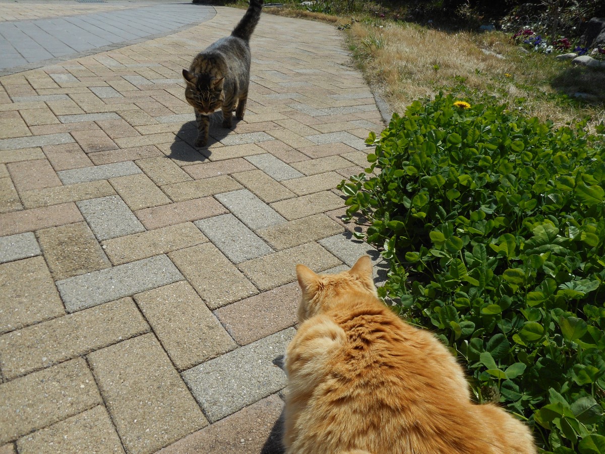 f:id:kaedeya:20220408165410j:plain