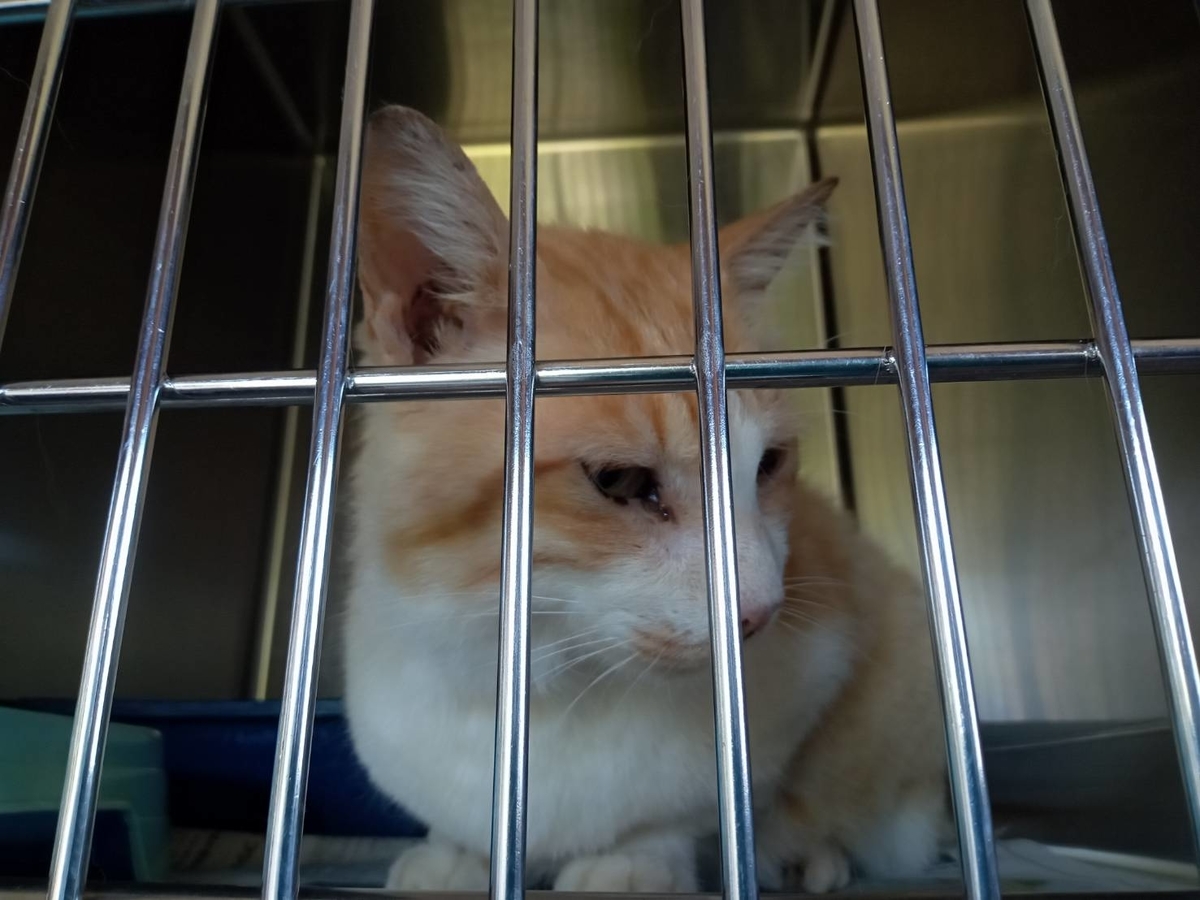 猫の貧血