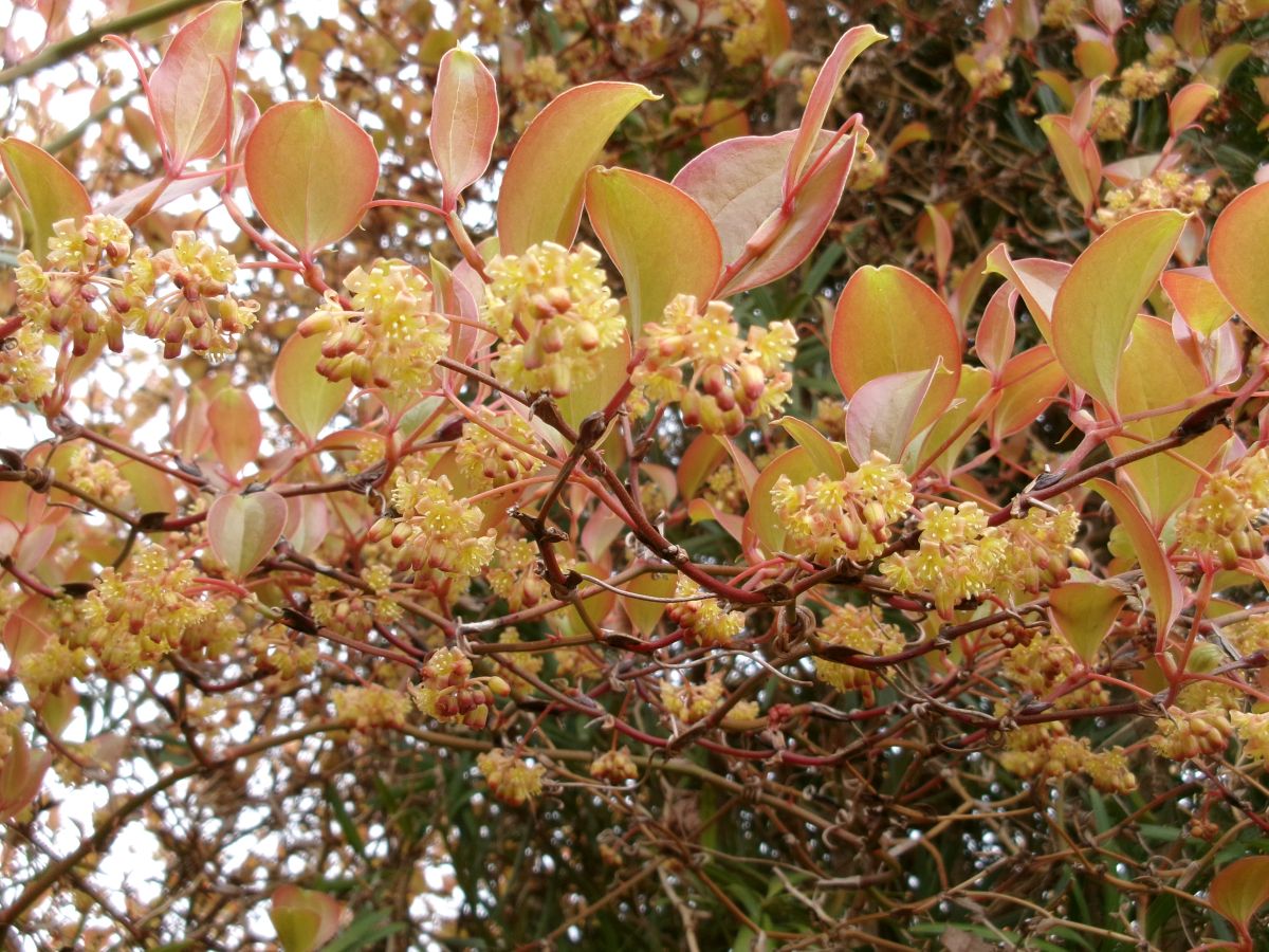 サルトリイバラの花言葉 - やれることだけやってみる