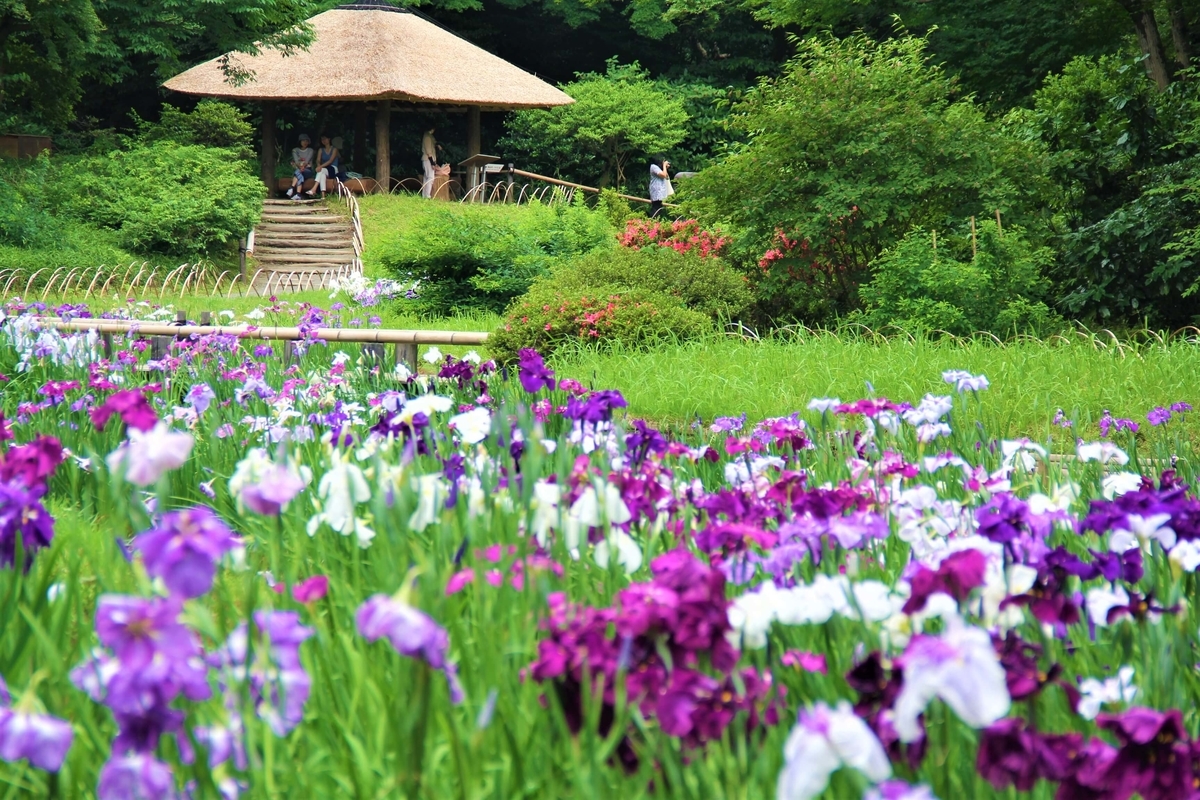 明治神宮御苑の花菖蒲田