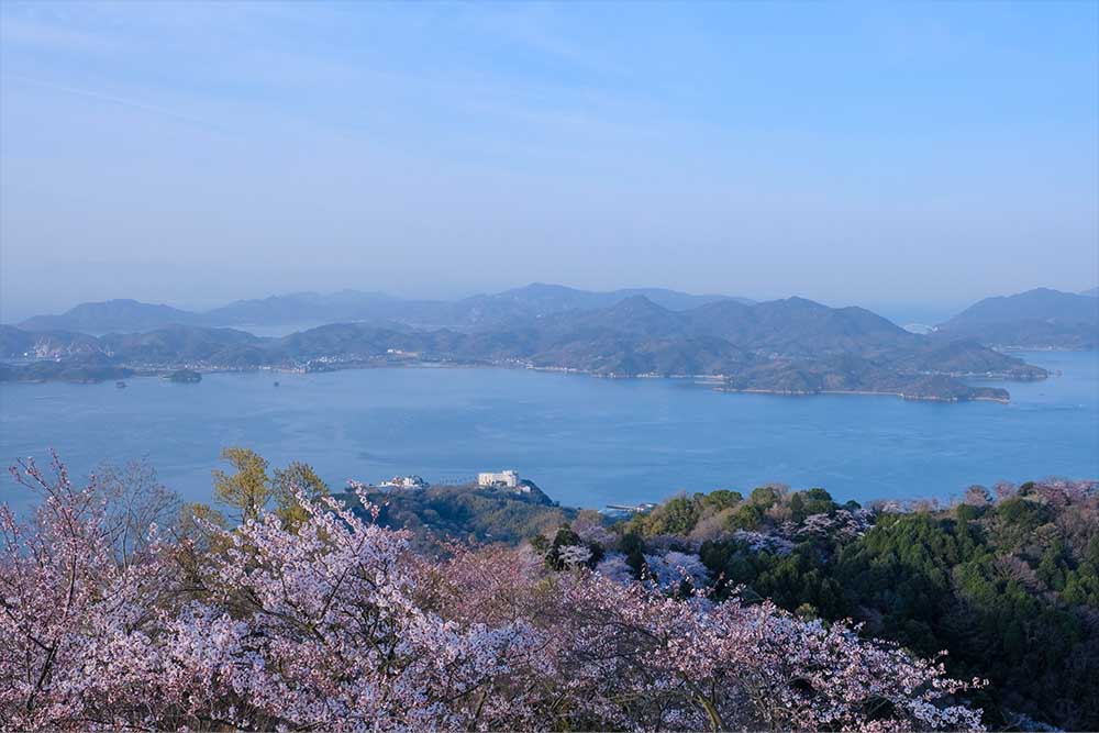 山頂から見える桜