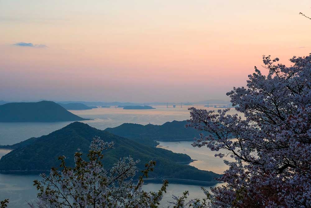 紫雲出山の桜と瀬戸内の朝日