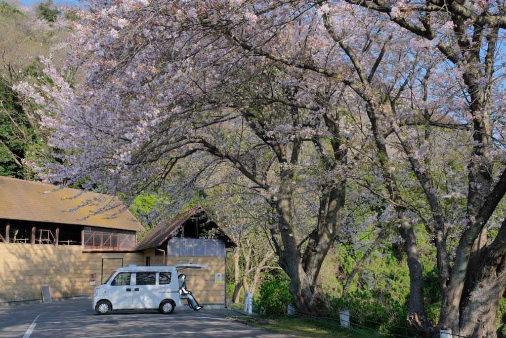 桜の下に駐車しているいとうさんと白くま