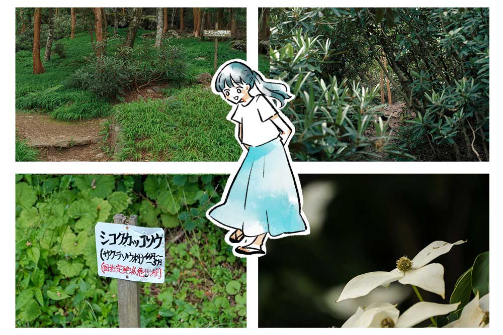 植物園内に生えた植物たち