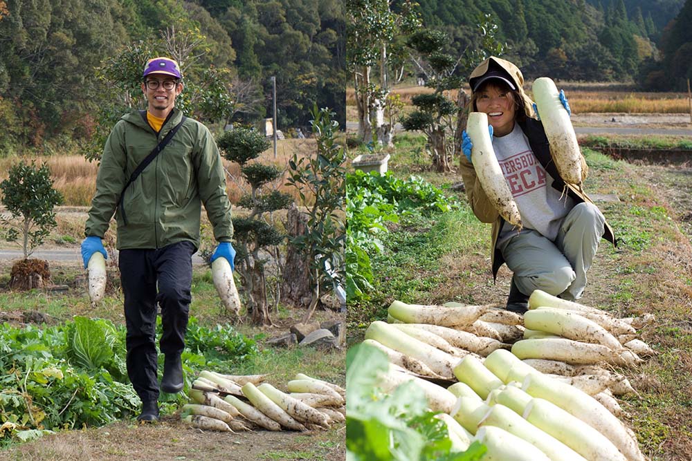 高知で大根掘りに参加しているうんまほふうふ