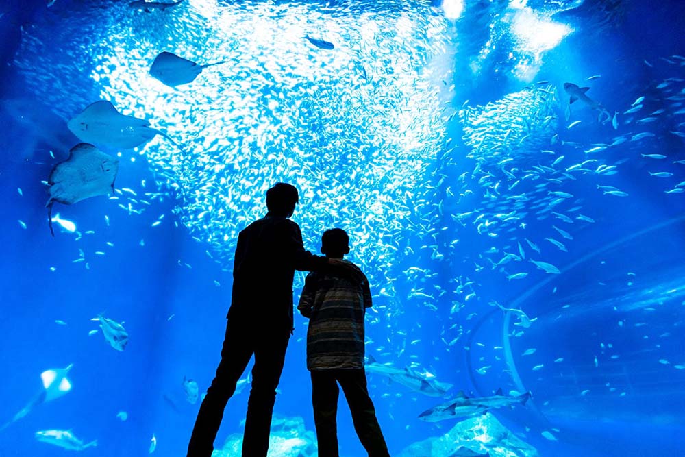 アクアワールド茨城県大洗水族館の展示