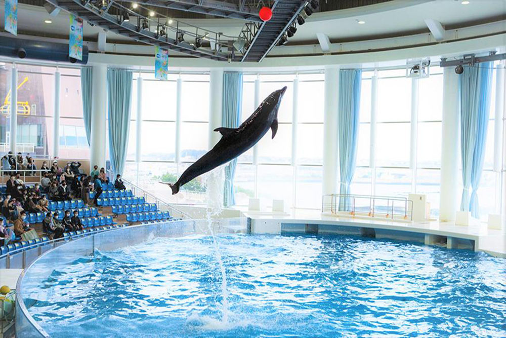 アクアワールド茨城県大洗水族館のイルカショー