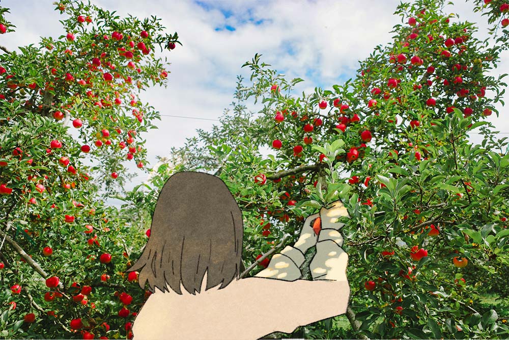 山とりんごでりんご狩りを楽しむいとうさん