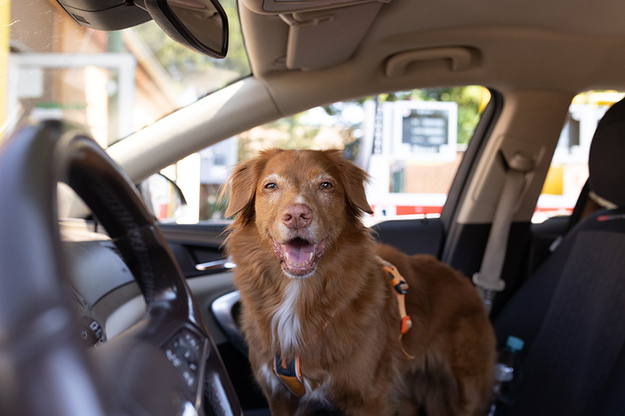 車内にいる犬