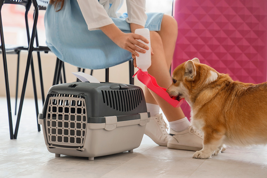 犬に水をあげる女性
