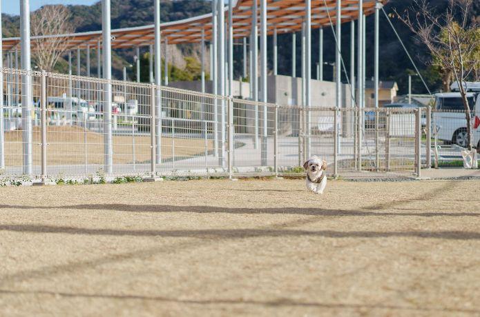 道の駅 保田小附属ようちえんにあるドッグラン