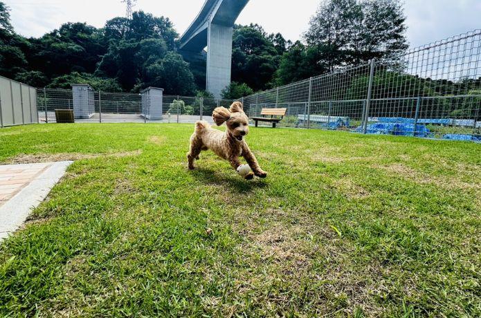 道の駅 八千穂高原のドッグラン