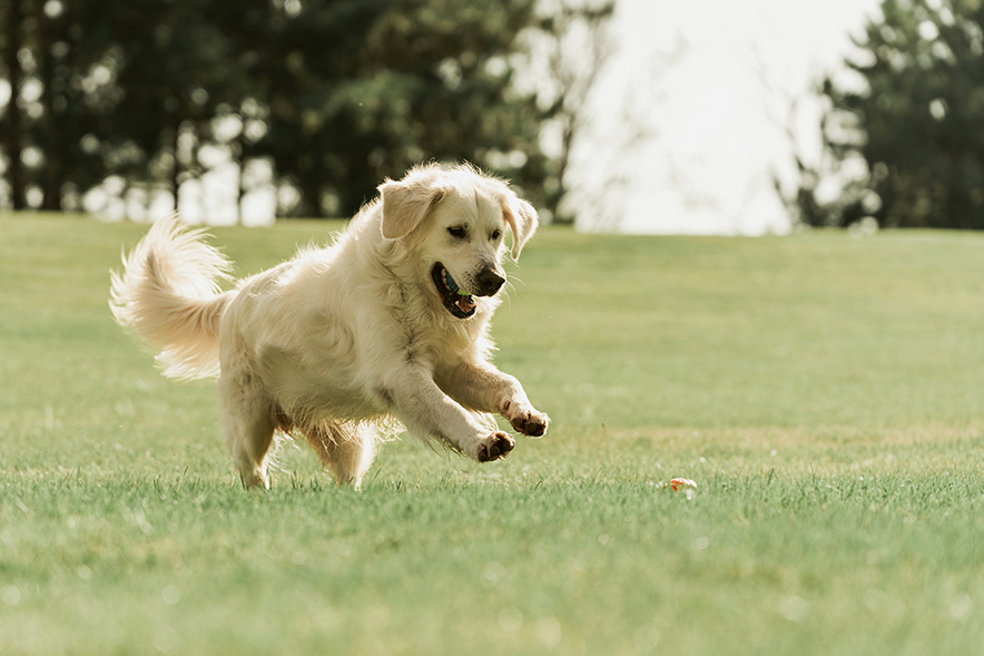 ドッグランで遊ぶ犬