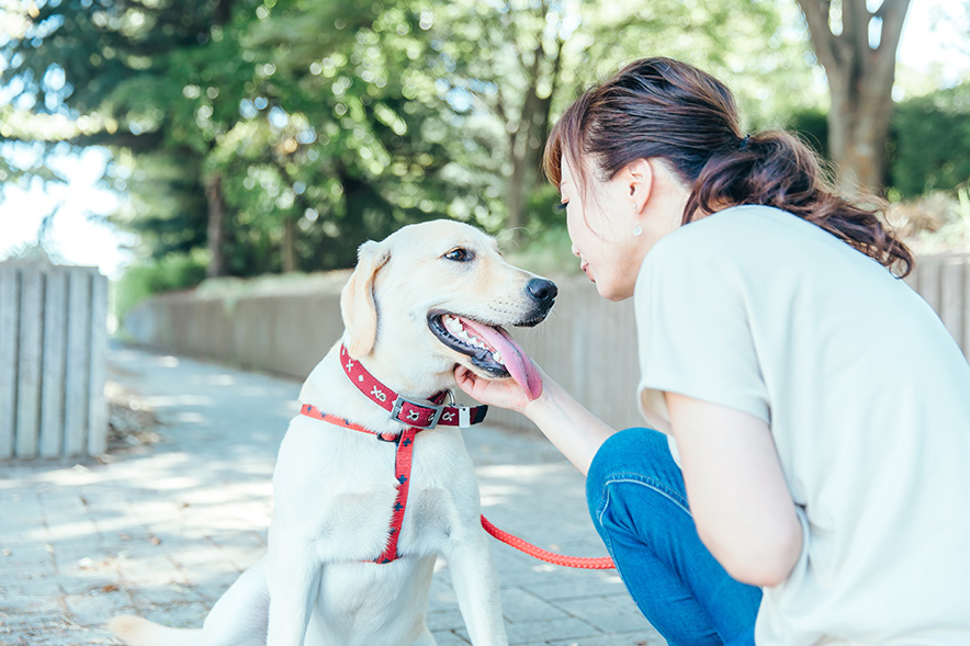 犬をしつける飼い主